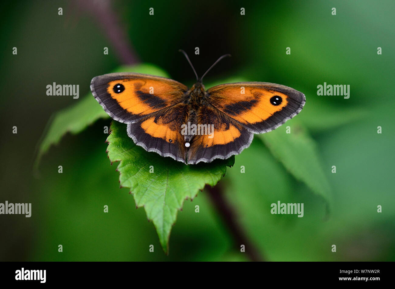 Hedge braun oder Gatekeeper Butterfly an Rest Stockfoto