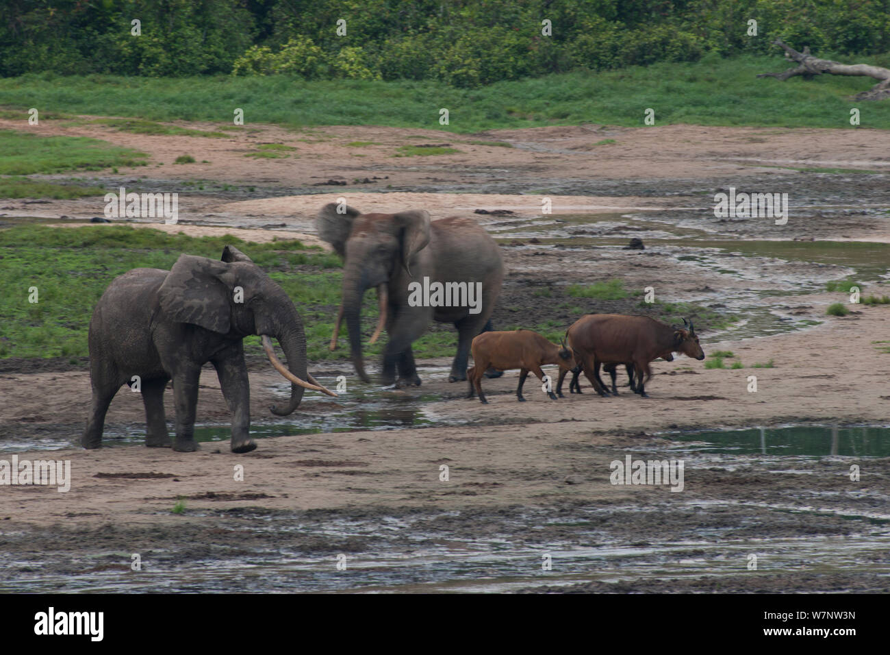 Afrikanischen Waldelefanten (Loxodonta africana cyclotis) neben afrikanischen Wald Buffalo (Syncerus caffer nanus). Elefanten besuchen Sie die lichtungen (BAI) wertvolle Mineralien an bestimmten Punkten im Wasser von der Lichtung entfernt zu bekommen. Buffalo Besuch in Weiden auf Gras. Dzanga-Ndoki-Nationalpark, Zentralafrikanische Republik Stockfoto