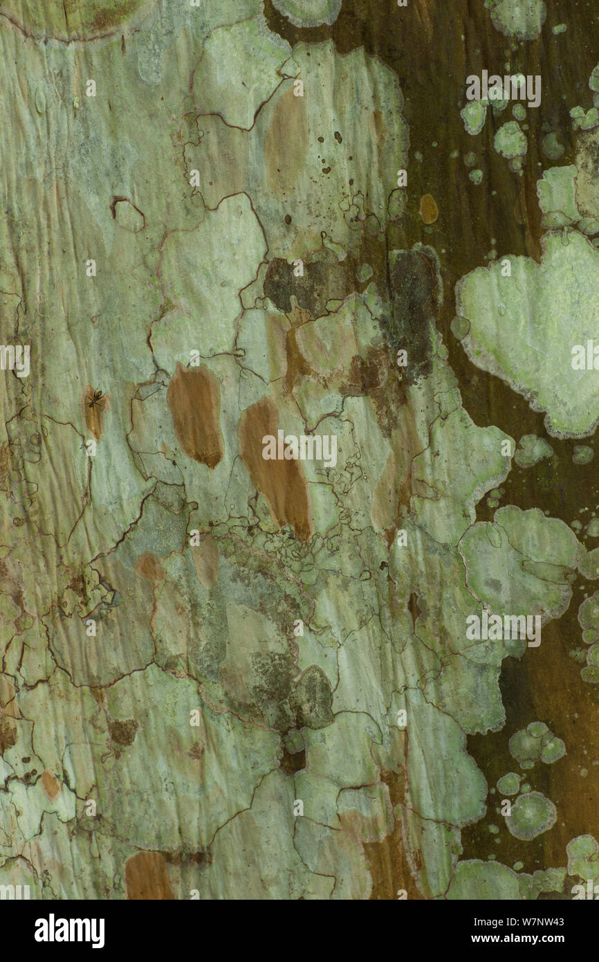 Fleckige 'Bolongo" baumrinde Muster und Schattierungen mit Fliege auf der unteren Baumstamm, Bai Hokou, Dzanga-Ndoki-Nationalpark, Zentralafrikanische Republik. Stockfoto