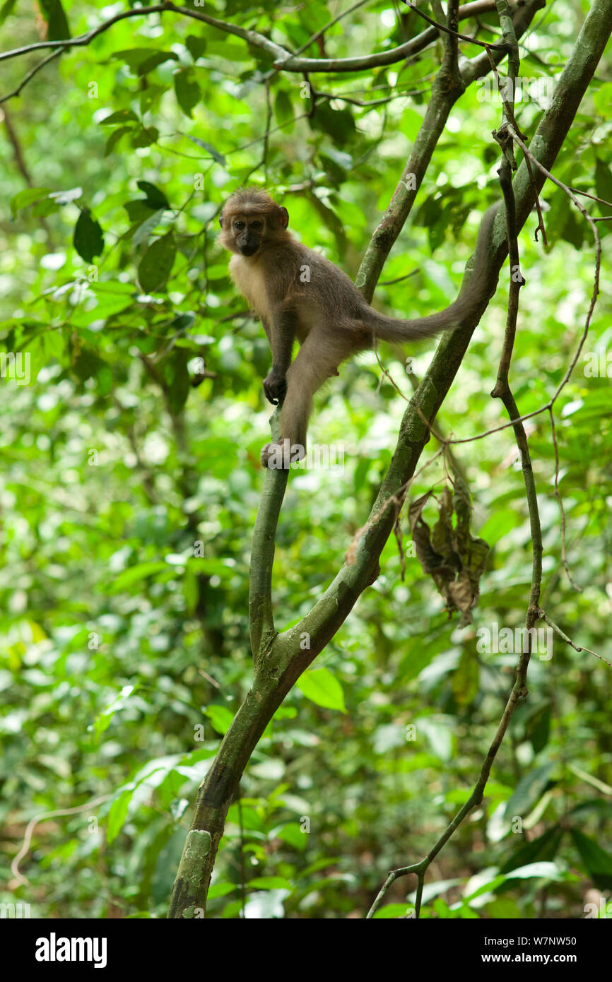 Agile Mangabey (Cercocebus agilis) Jugendkriminalität, Bai Hokou, Dzanga-Ndoki-Nationalpark, Zentralafrikanische Republik Stockfoto