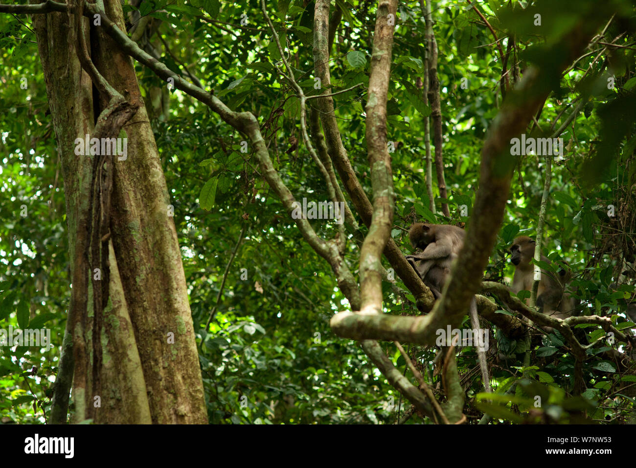 Agile mangabey (Cercocebus agilis) Weibliche ruht mit Alpha Männchen in der Nähe. Bai Hokou, Dzanga-Ndoki-Nationalpark, Zentralafrikanische Republik. Stockfoto