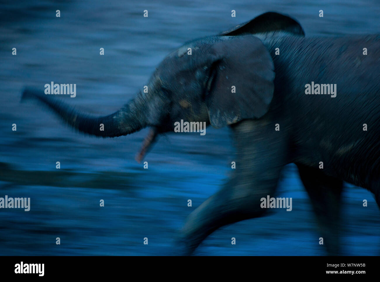 African Forest Elefant (Loxodonta Africana Cyclotis) Halbwüchsige Beduftung Luft, Bewegungsunschärfe in der Abenddämmerung, Dzanga Bai Dzanga-Ndoki Nationalpark, Zentralafrikanische Republik Stockfoto