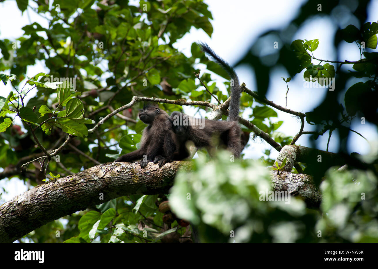 Grau ist MANGABEN (Lophocebus albigena) bis in der Haube, Bai Hokou, Dzanga-Ndoki-Nationalpark, Zentralafrikanische Republik Stockfoto