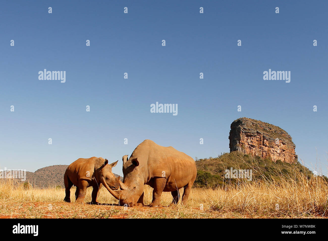 Weiße Nashörner (Rhinocerotidae)) Mutter und Kalb surfen. Entabeni Safari Conservancy, Limpopo region, Waterberg, Südafrika, Oktober Stockfoto