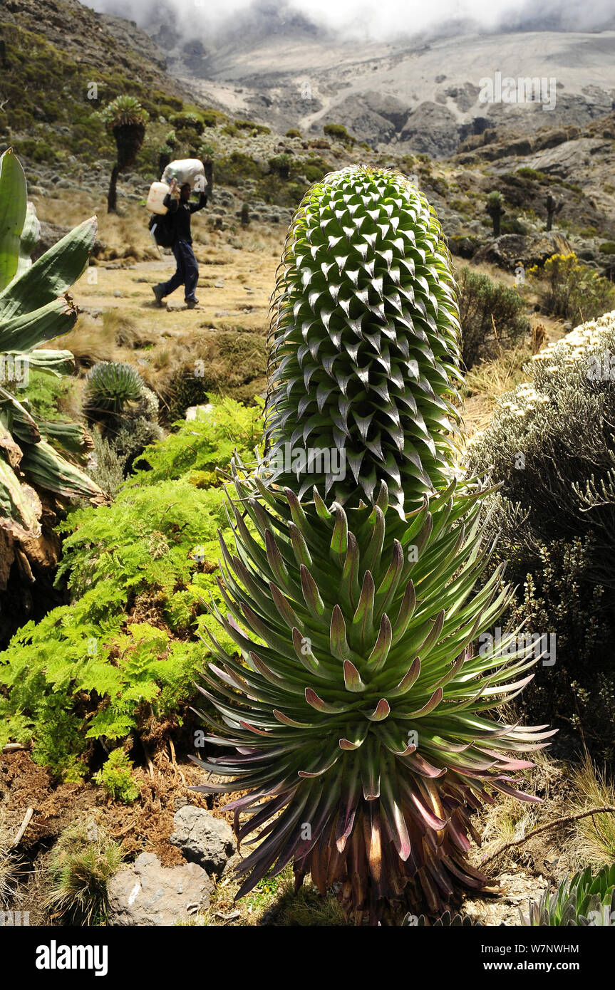 Lobelia (Lobelia deckenii) am Kilimanjaro, mit Porter im Hintergrund, Tansania Stockfoto