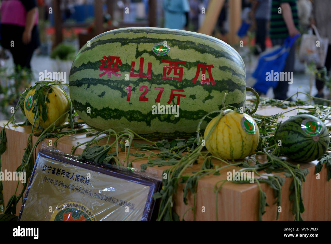 Blick auf das riesige Wassermelone mit einem Gewicht von 127 Kilogramm während des 17 China Shenyang Internationale landwirtschaftliche Ausstellung in Shenyang City, angezeigt Keine Stockfoto