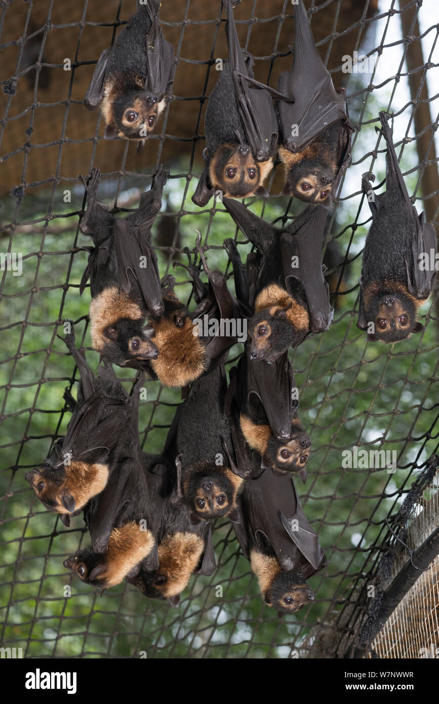 Fütterung am Tolga Bat Krankenhaus Voliere, in der die fruitbats oder Flying foxes verschiedene Früchte aus Bananen, Äpfel, Wassermelone, Milch und Wasser gefüttert werden. Spectacled Flying Fox (Pteropus conspicillatus Stockfoto