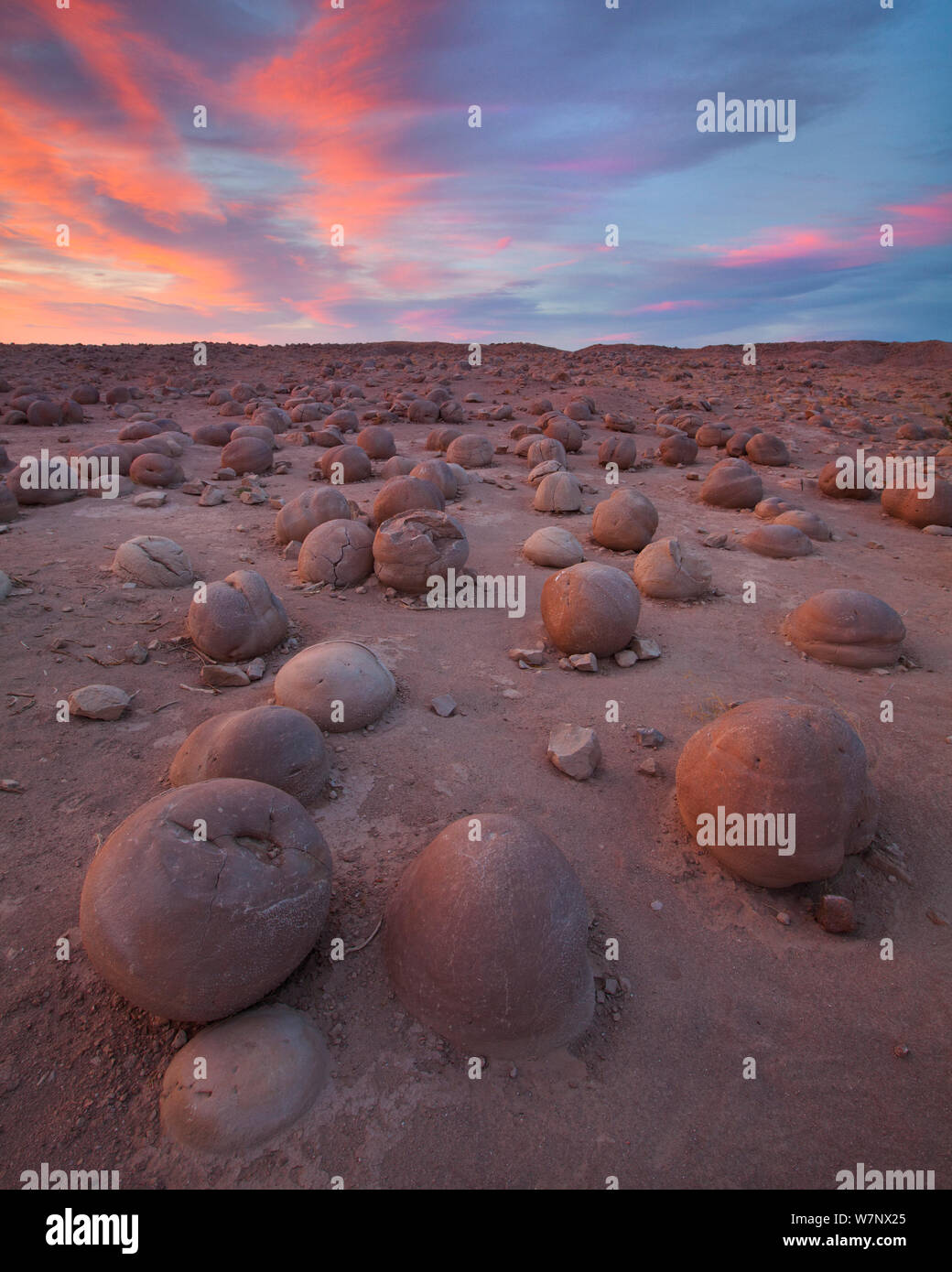 Seltsame Schlamm Konkretionen Wurf den Boden in einem Gebiet mit der Bezeichnung "Pumpkin Patch" der Wüste waschen in der Anza Borrego State Park, Kalifornien, USA, Mai. Stockfoto