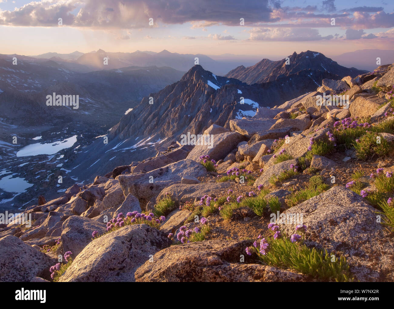 Sky Pilot (polemonium Eximium) Blühende mit Blick auf die Sierra Nevada in der Nähe der Gipfel des Mount Agassiz, John Muir Wilderness, Kalifornien, Juli 2010. Der markante Gipfel sind Puzzle und Cloudripper. Stockfoto