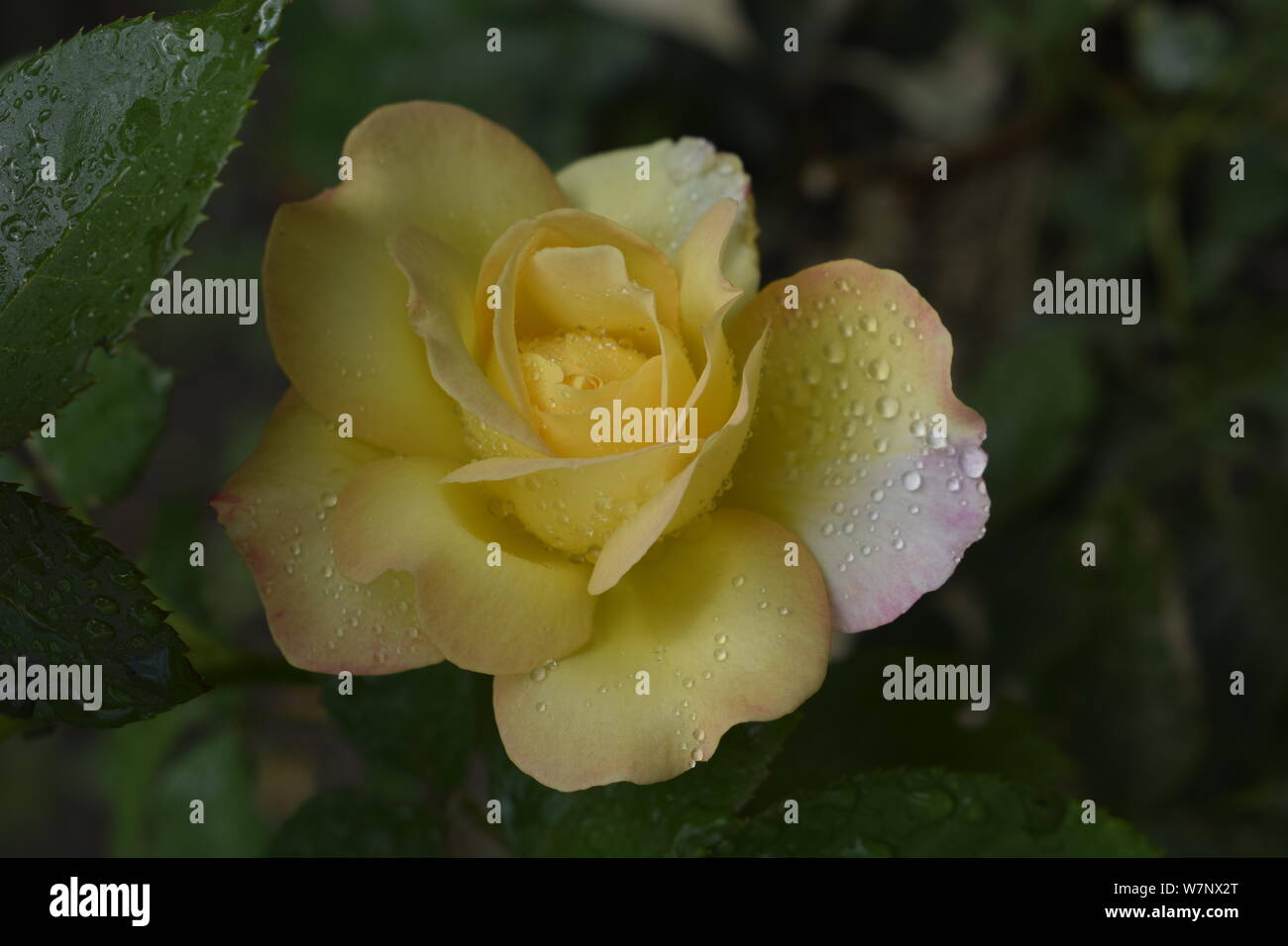 Eine Anlage mit Farbwechsel Rosen. Multicolor Rosen mit erstaunliche Kombination og rot, gelb, orange und rosa sieht aus wie helles Licht in es. Natürliche Stockfoto