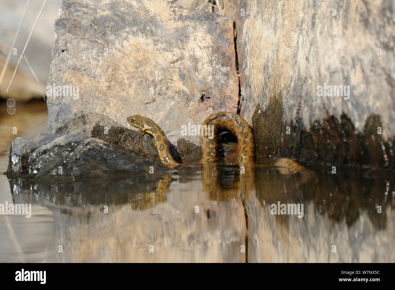 Viperine Schlange (Natrix maura) in Wasser, Extremadura, Spanien, Mai. Stockfoto