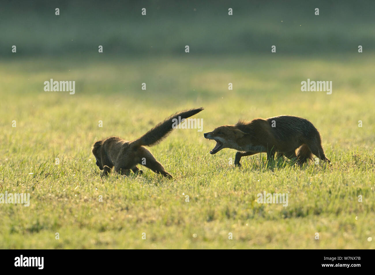 Zwei rote Füchse (Vulpes vulpes) spielen. Vogesen, Frankreich, Juli. Stockfoto
