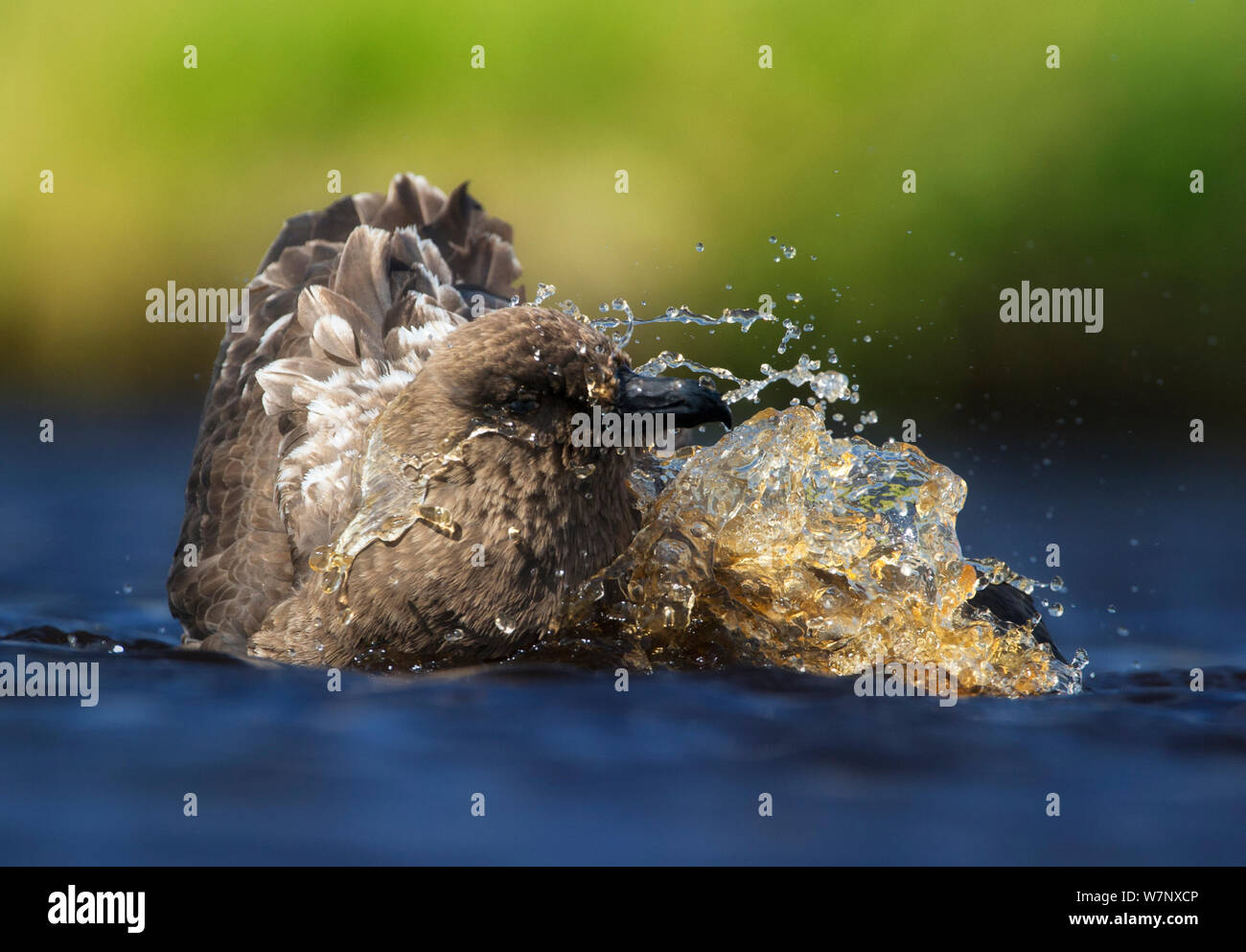 Braune Skua (Eulen antarcticus) baden, Auckland Islands. Neuseeland, November. Stockfoto
