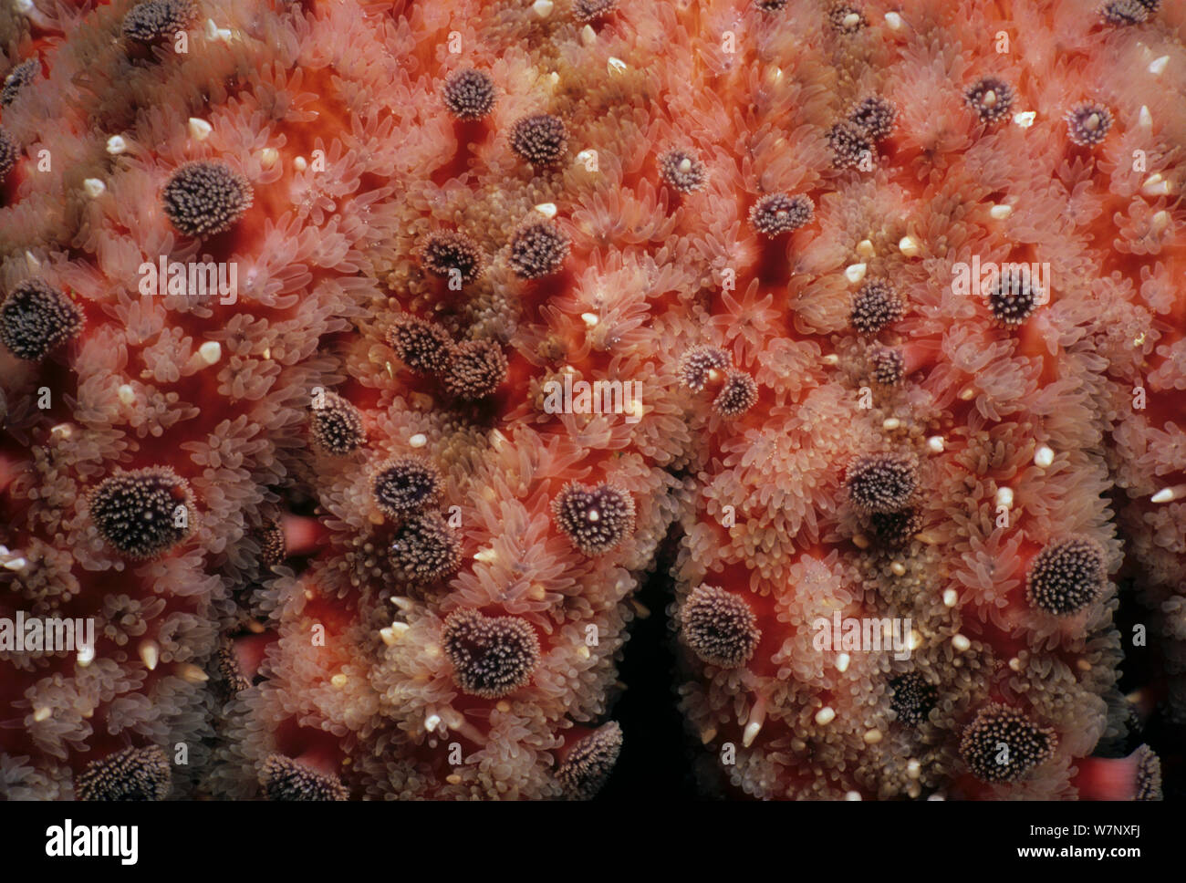 Sunflower Sea Star (Pycnopodia helianthoides) in der Nähe der Hautoberfläche, Queen Charlotte Strait, British Columbia, Kanada, Nord Pazifik. Stockfoto