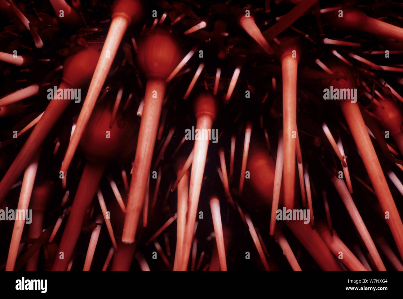 Stacheln von Red Sea Urchin (Strongylocentrotus franciscanus). Queen Charlotte Strait, British Columbia, Kanada, Nord Pazifik. Stockfoto Stacheln von Red Sea Urchin (Strongylocentrotus franciscanus). Queen Charlotte Strait, British Columbia, Kanada, Nord Pazifik. Stockfoto