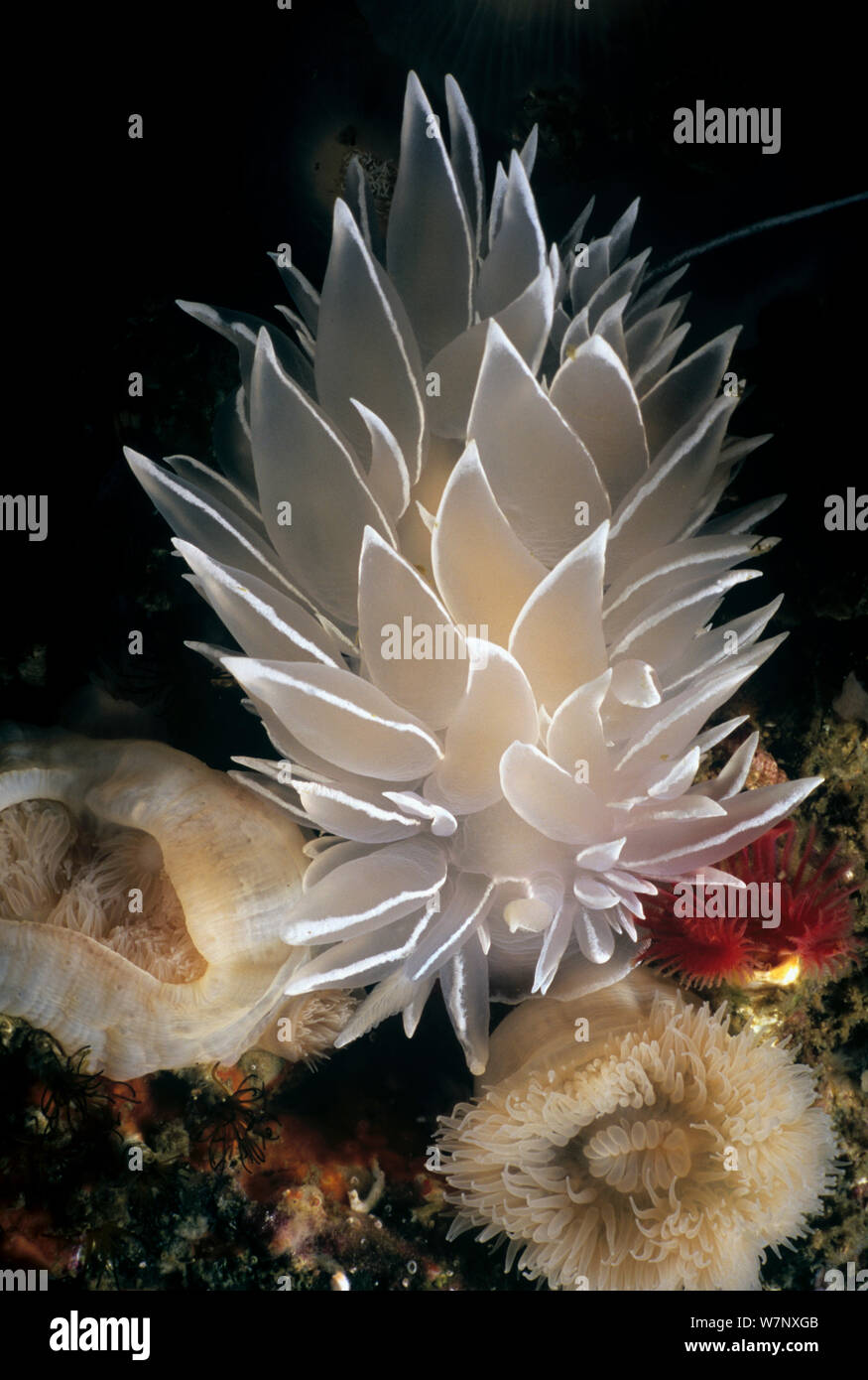 Whitelined Dirona Dirona Nacktschnecke (albolineata) Porträt, Queen Charlotte Strait, British Columbia, Kanada, Nord Pazifik. Stockfoto Whitelined Dirona Dirona Nacktschnecke (albolineata) Porträt, Queen Charlotte Strait, British Columbia, Kanada, Nord Pazifik. Stockfoto