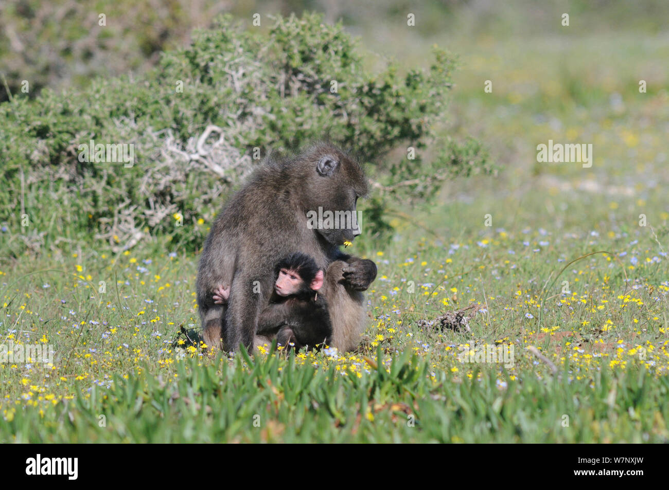 Chacma Baboon (Papio hamadryas ursinus) Mutter mit 1 Wochen alten Säugling. deHoop Nature Reserve, Western Cape, Südafrika, September. Stockfoto