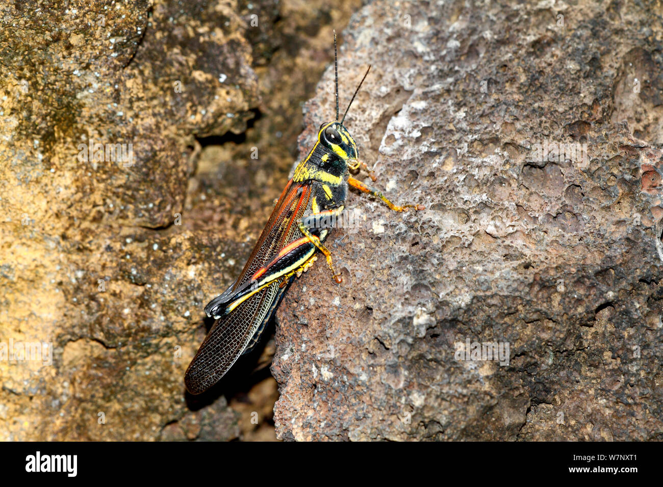 Große bemalte Locust (Schistocerca melanocera) ruht auf Rock. Santa Cruz, Galápagos-Inseln. Stockfoto