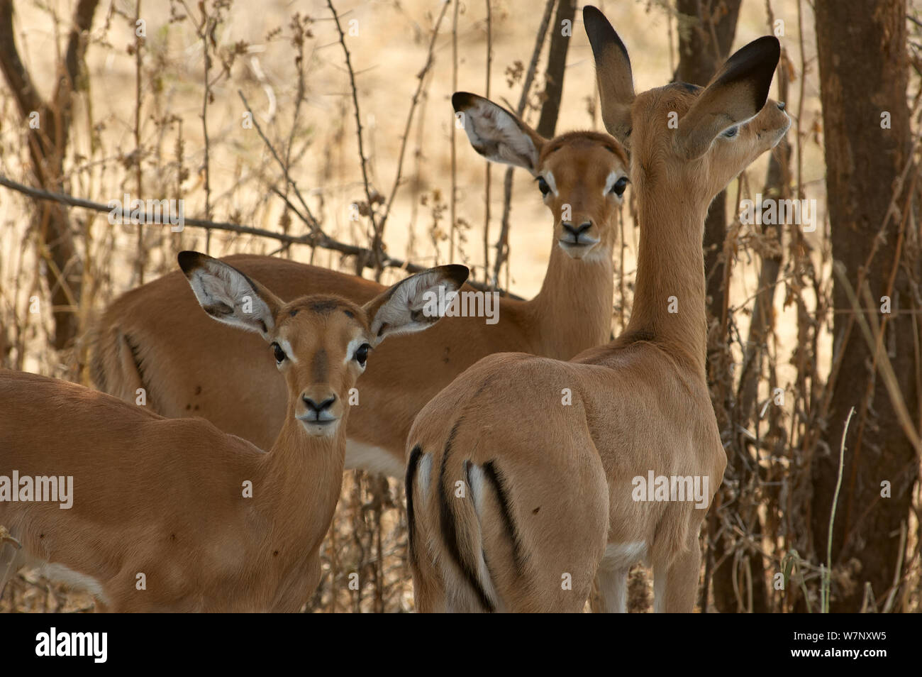 Eine Gruppe von Impala Antilopen auf der Suche nach Schatten in der Hitze des Tages Stockfoto