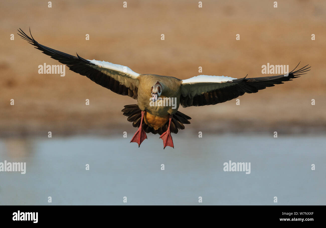 Nilgans (Alopochen Aegyptiaca) an, Hwange National Park, Zimbabwe, Oktober 2012 Stockfoto