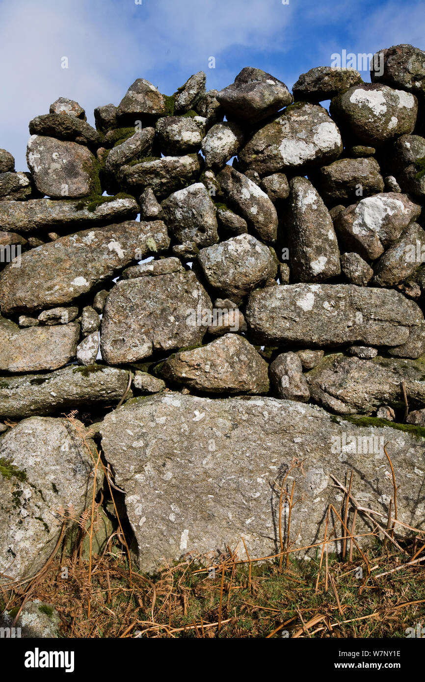 Granit Trockenmauer. Nationalpark Dartmoor, Devon, Großbritannien, Februar. Stockfoto