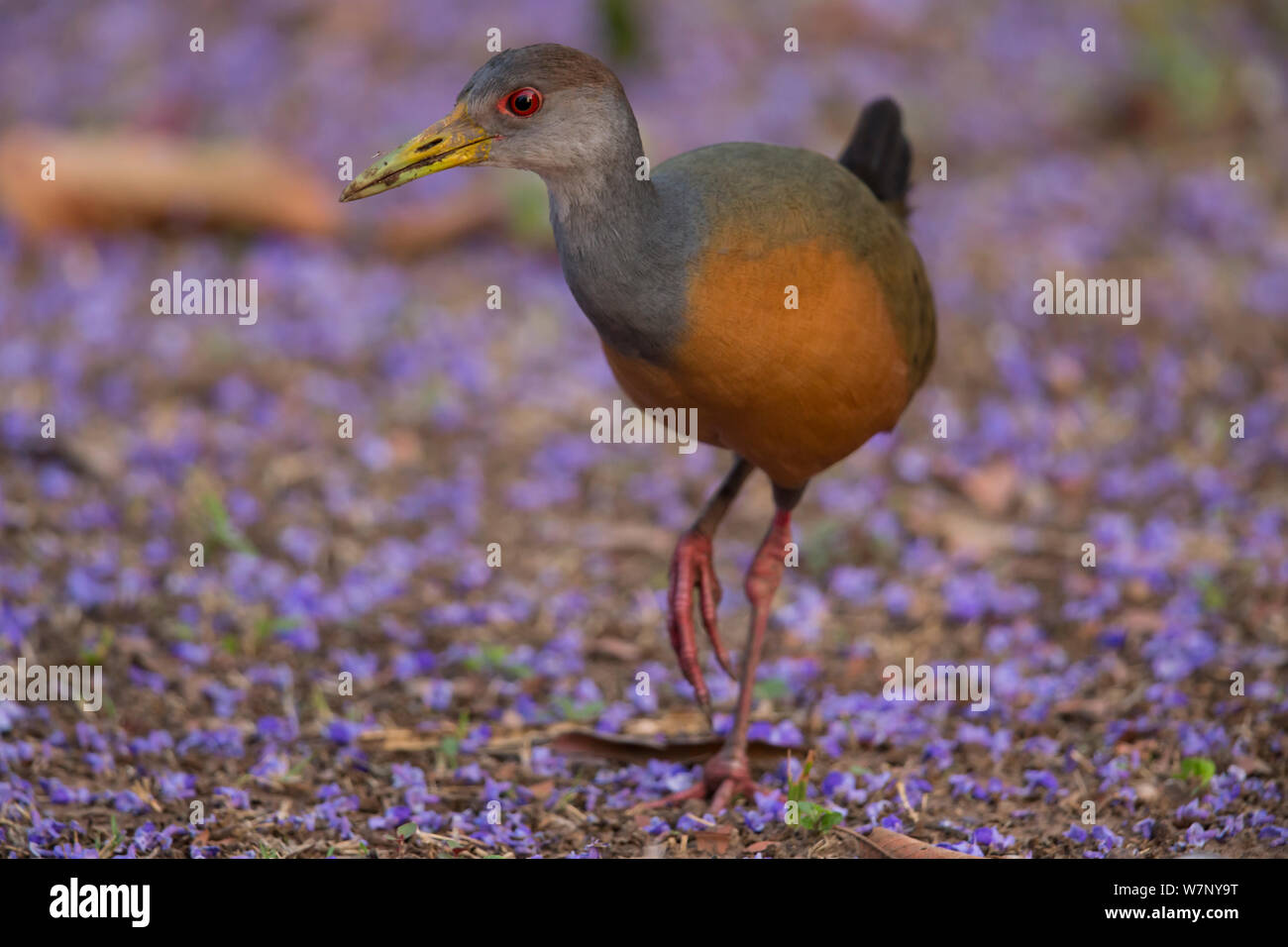 Grau-necked Holz-Schiene (Aramide cajanea), Pantanal, Brasilien Stockfoto