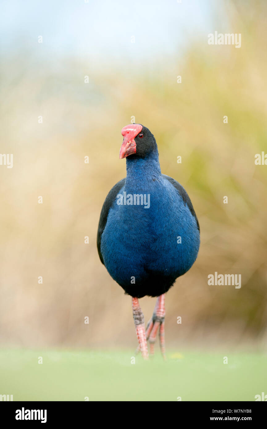 Pukeko (Porphyrio porphyrio melanotus). Christchurch, Neuseeland, Oktober. Stockfoto