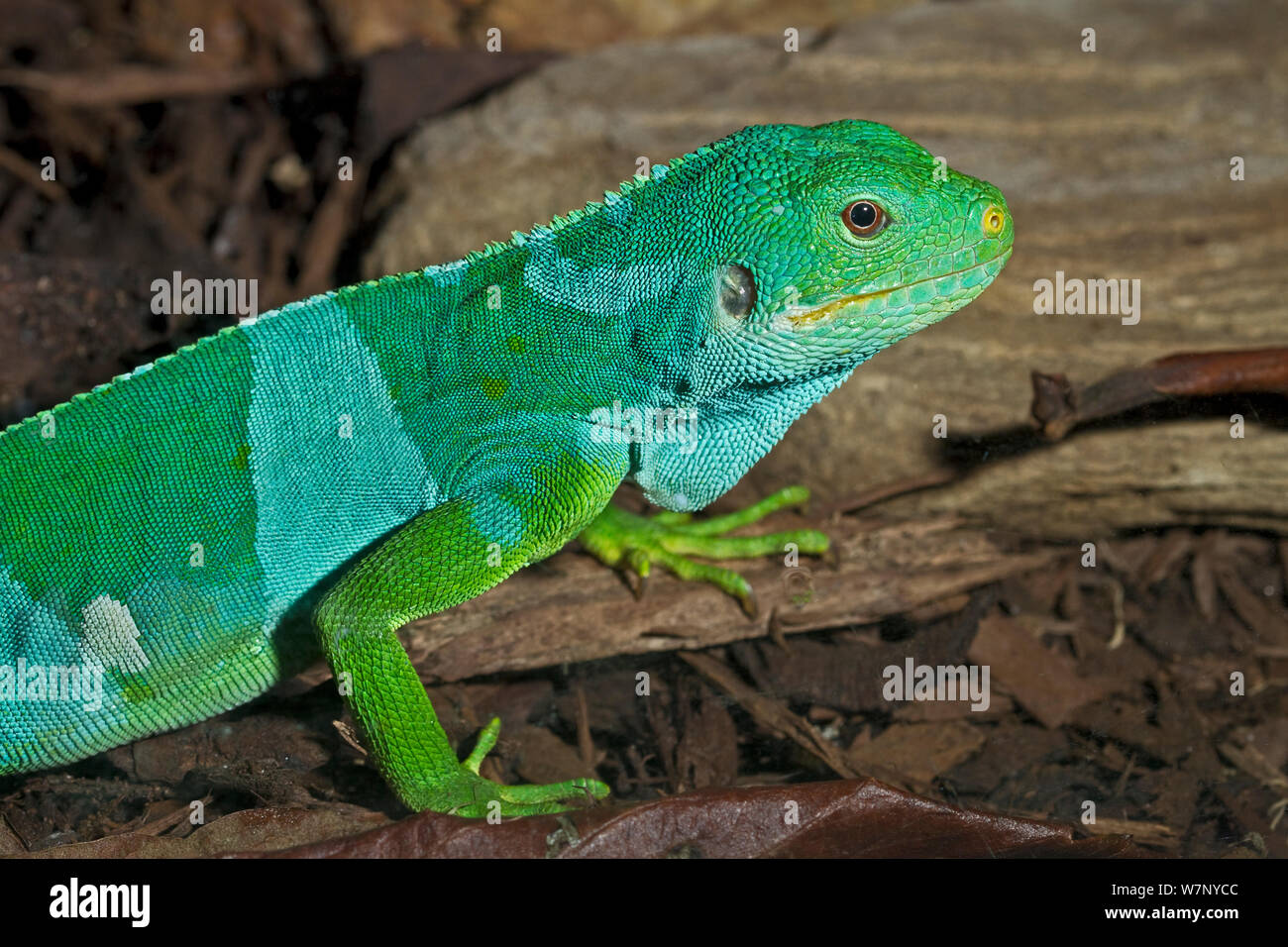 Fidschi Kurzkammleguan (Brachylophus bulabula/fasciatus). Gefangen. Endemisch auf Zentrale Fidschi neue Arten. Stockfoto