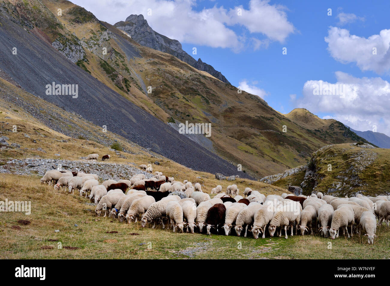 Schafe (Ovis aries) Herde in Berglandschaft. Ossoue Tal, Französischen Pyrenäen, September. Stockfoto