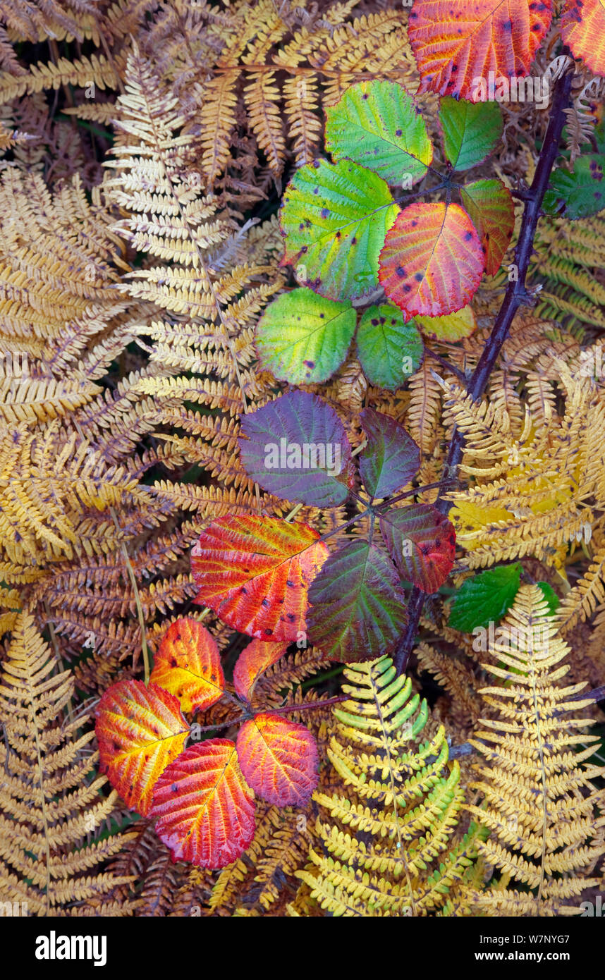 Dornbusch Blätter (Rubus plicatus) und Adlerfarn Pteridium Wedel (sp) Farbe im Herbst ändern, Norfolk, England, Oktober Stockfoto