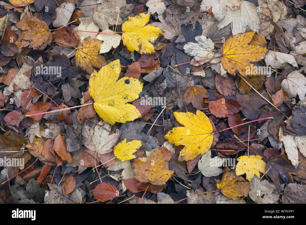 Gefallenen Blätter im Herbst der Bergahorn (Acer pseudoplatanus) Norfolk, UK, November Stockfoto