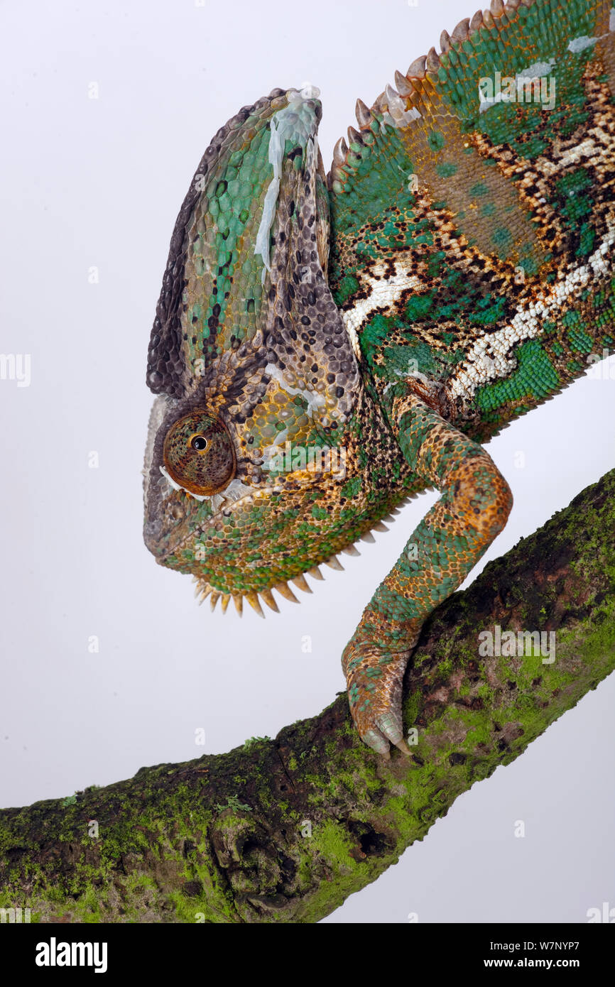 Jemen oder Veiled Chameleon (Chamaeleo calyptratus) Porträt, Captive aus dem Mittleren Osten Stockfoto