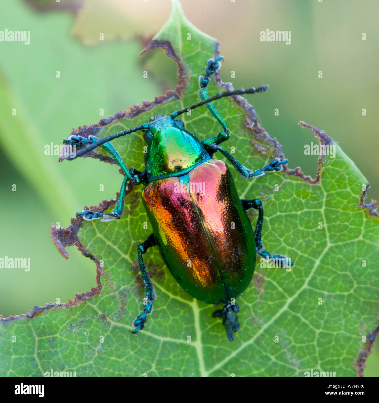 Dogbane Käfer (Chrysochus auratus) auf Indischer Hanf (Apocynum cannabinum) Blatt, Pennsylvania, USA, Juni. Stockfoto