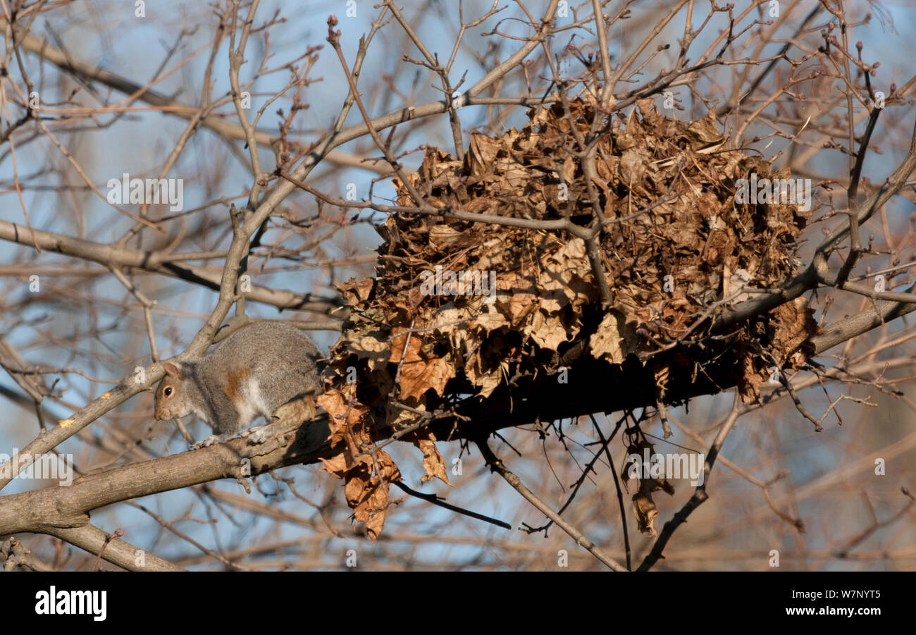 Белки живут в гнезде. Беличье гайно. Беличье гнездо гайно. Беличье гайно. Дупло белки беличье дупло.