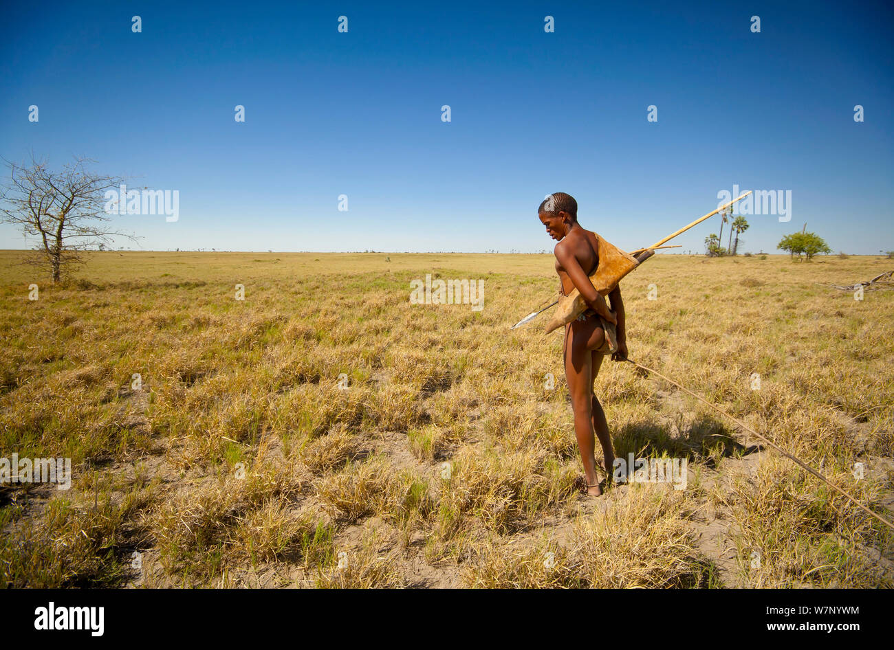 Ein junger Zu 'hoasi Buschmann Jäger sucht nach Frühling Hase (Pedetes capensis) gräbt auf der weiten, offenen Ebenen der Kalahari, Botswana. April 2012. Stockfoto