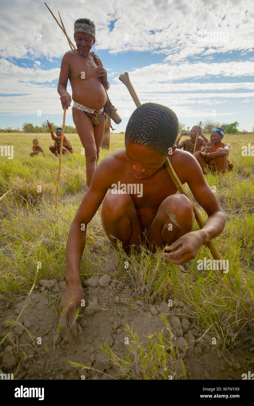 Ein junger Zu 'hoasi Bushman, gräbt eine kleine Knolle aus der trockenen Erde der Kalahari, Botswana. April 2012. Stockfoto