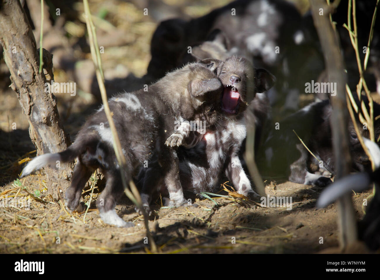 Afrikanischer Wildhund (Lycaon pictus) 1 Monat alten Welpen spielen an einem den Aufstellungsort an den Ufern des Limpopo Fluss, Nördliche Tuli Game Reserve, Botswana Stockfoto