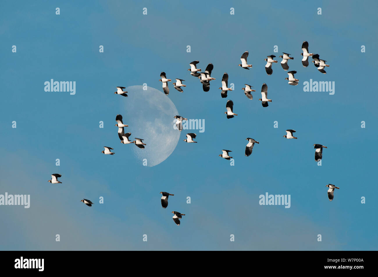 Kiebitz (Vanellus vanellus) Herde fliegen mit November Mond im Hintergrund, Norfolk, England, November. Digital Composite Stockfoto