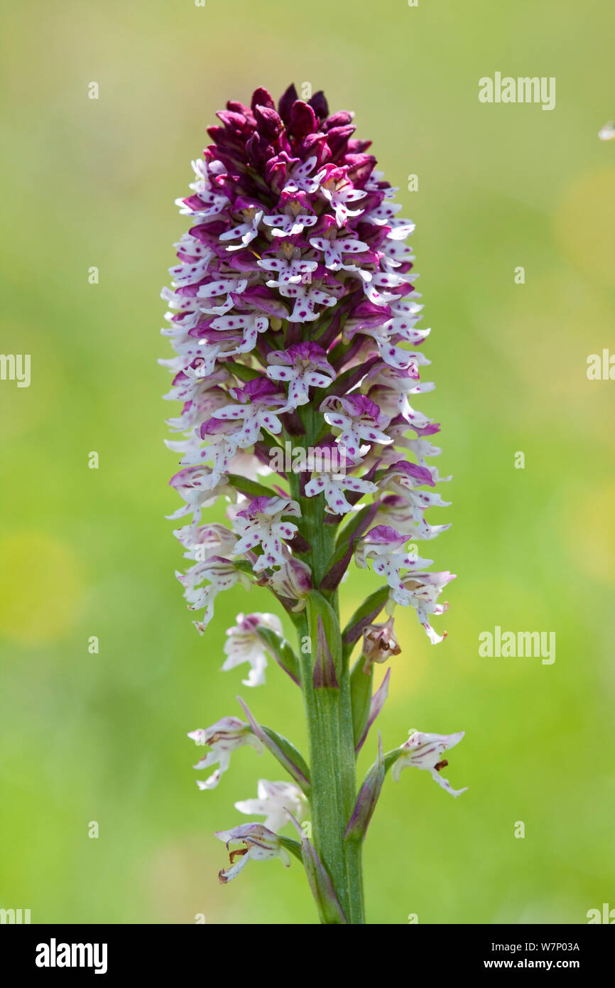 Verbrannt tipp Orchid (Neotinea ustulata) Tena Tal, Pyrenäen, Provinz Huesca, Spanien, Juni Stockfoto