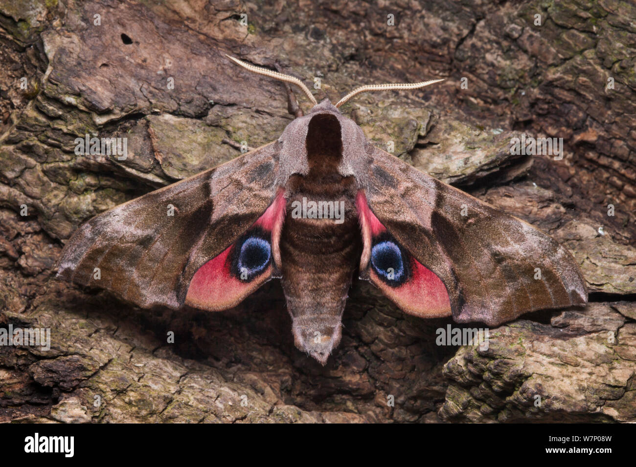 Eyed tabakschwärmer (Smerinthus ocellatus), Auge Flecken auf Flügeln während deimatic Anzeige Raubtiere abzuhalten, Surrey, Großbritannien. Sequenz 2 von 2. Stockfoto