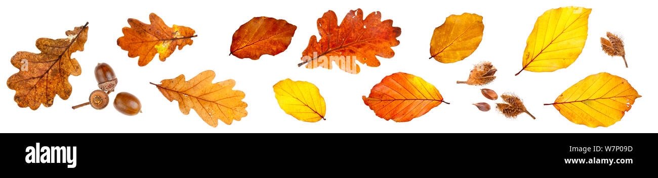 Blätter im Herbst und die Muttern von der Stieleiche (Quercus robur) und Buche (Fagus sylvatica), auf weißem Hintergrund fotografiert. Nationalpark Peak District, Derbyshire, UK. Oktober. Stockfoto