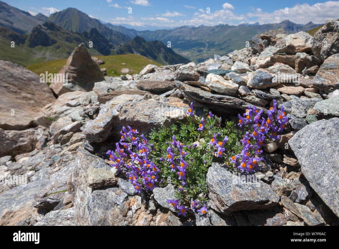 Alpine Toadflax (Linaria alpina) wachsen in der schutthang auf Berghang im Aostatal, Monte Rosa Massiv, Walliser Alpen, Italien. Juli. Stockfoto