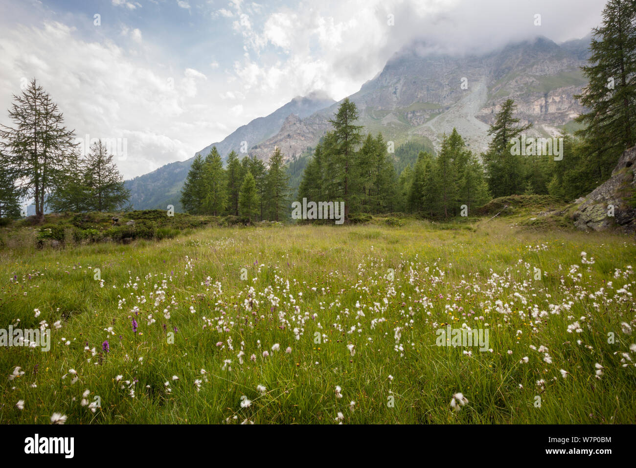 Gemeinsame Wollgras (Eriophorum angustifolium) wachsen im Marschland im Aostatal, Monte Rosa Massiv, Walliser Alpen, Italien. Juli. Stockfoto