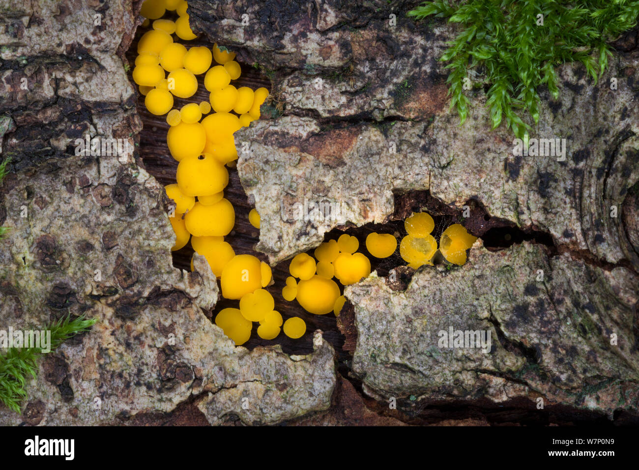 Zitrone Disco/gelbe Fee cups Pilz (Bisporella citrina) auf verrottendem Laub- Holz, Nationalpark Peak District, Derbyshire, UK. Oktober. Stockfoto