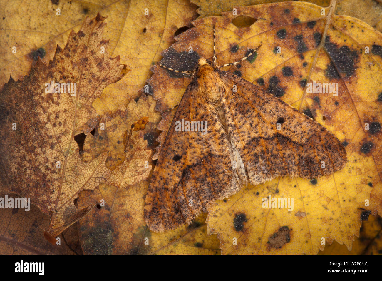 Fleckige Umbra Motte (Erannis defoliaria) männlich, auf Waldboden getarnt, Nationalpark Peak District, Derbyshire UK. Oktober. Stockfoto