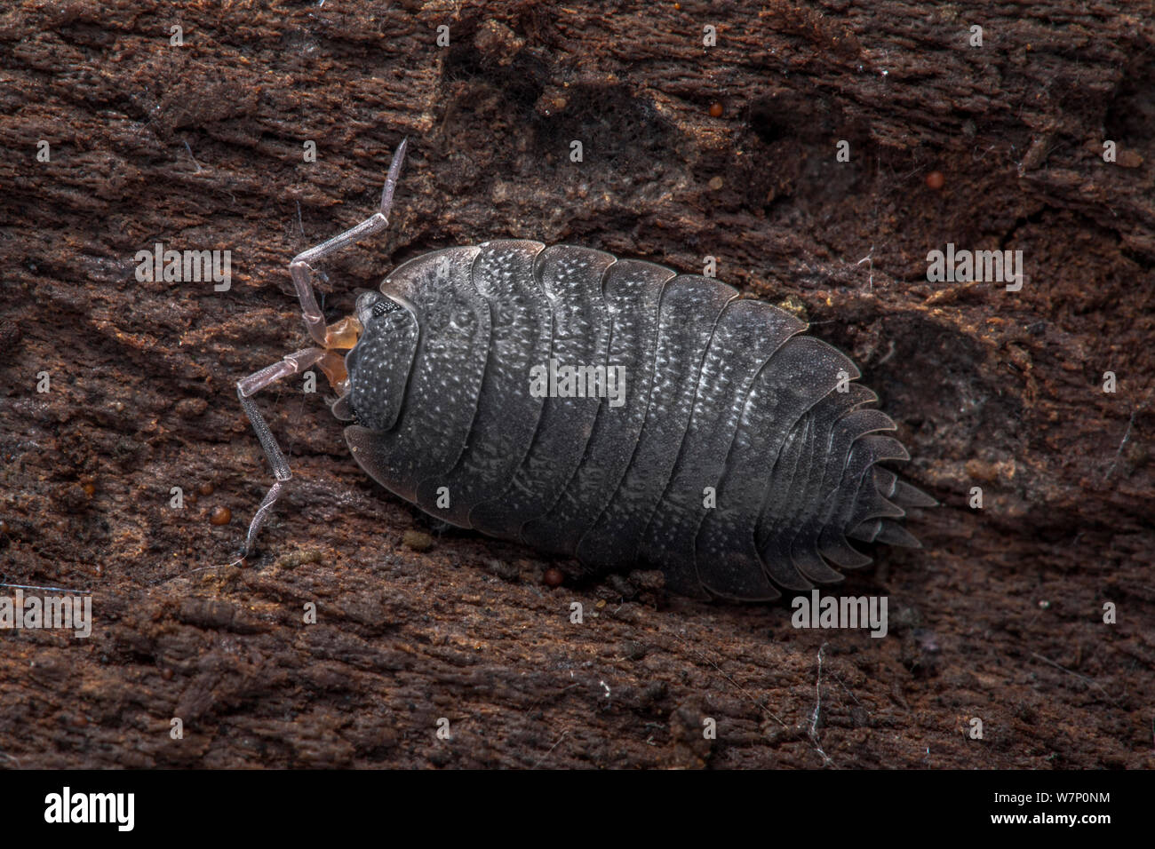 Gemeinsame Woodlouse (Porcellio Scaber) auf morschem Holz. Derbyshire, Großbritannien. Oktober. Stockfoto