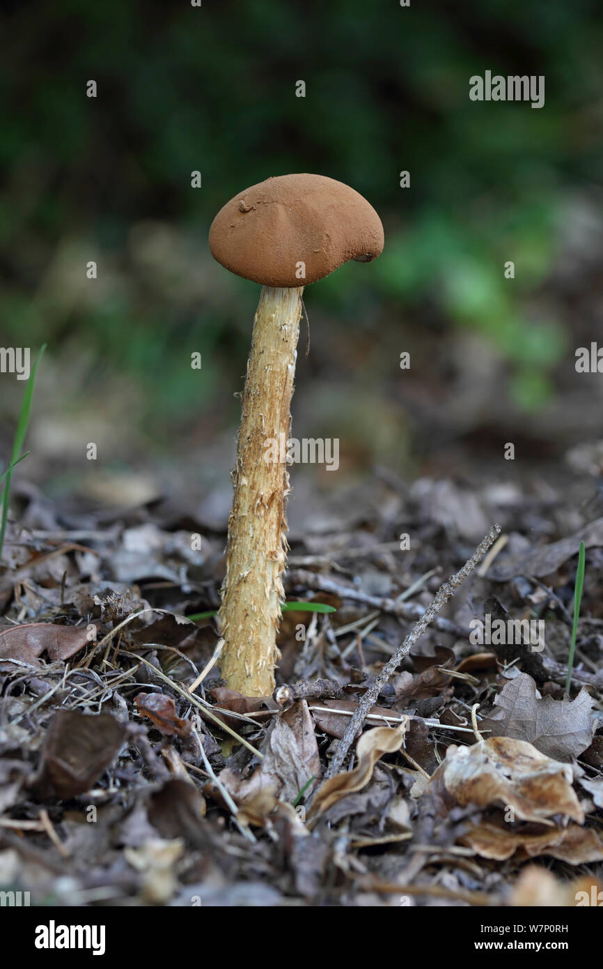 Sandy (Stiltball Battarrea Phalloides) Pilz, Norfolk, UK, September. Stockfoto