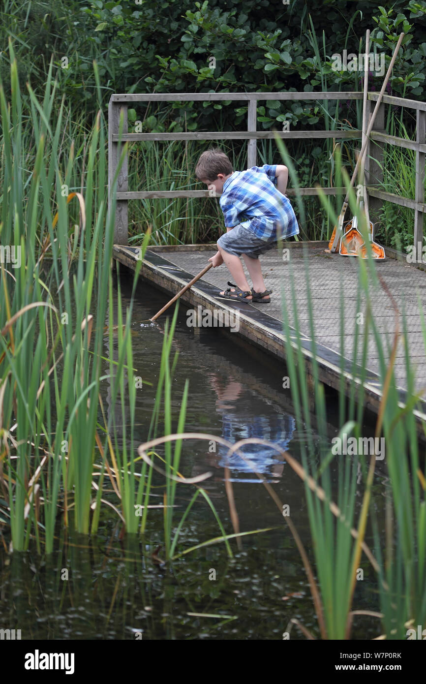 Junge, Teich eintauchen. RSPB Minsmere, Suffolk, England, August 2012. Stockfoto