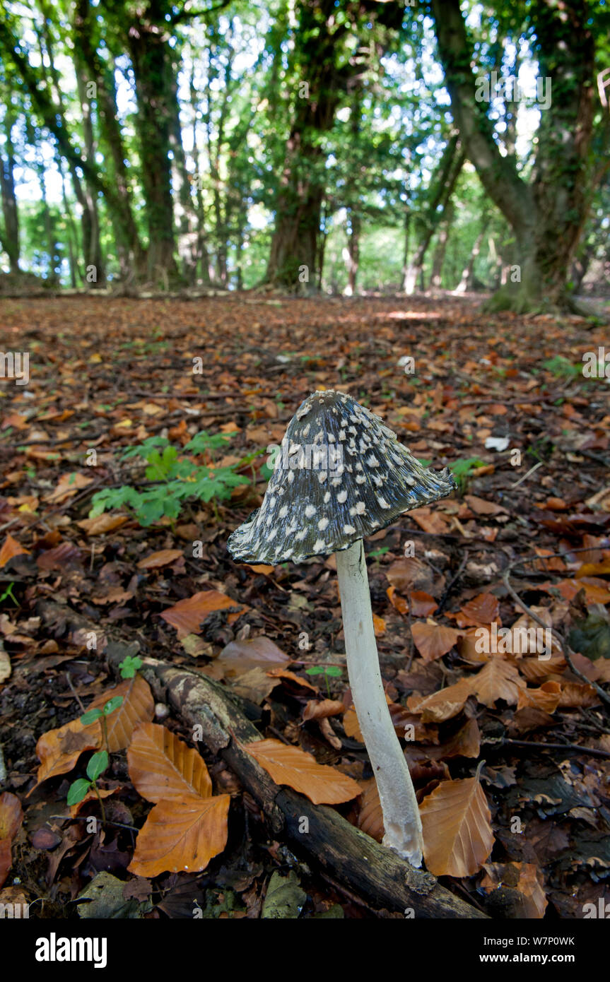 Magpie Pilz (Coprinus picaceus) wachsen auf Waldboden, Surrey, England, Großbritannien, Oktober Stockfoto