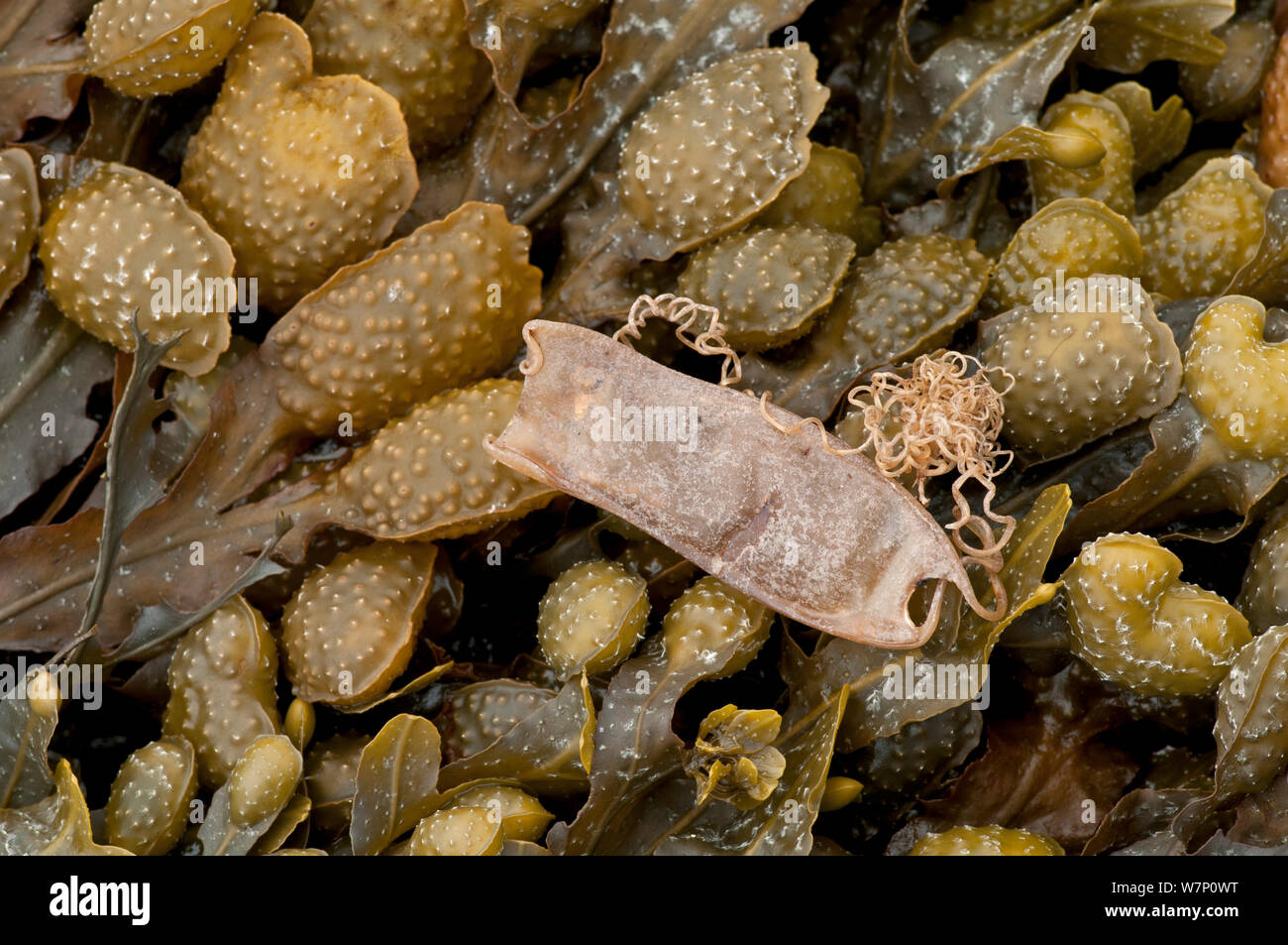 Eine Meerjungfrau Geldbeutel, das Ei bei Katzenhai (scyliorhinus Canicula) liegen auf braunen Algen (Fucus), prawle Punkt, Devon, England, Großbritannien, Juli. Stockfoto